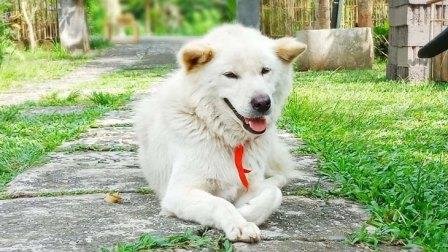 MENGENAL KINTAMANI, ANJING PURBA ASLI INDONESIA | Suara Jabar Satu